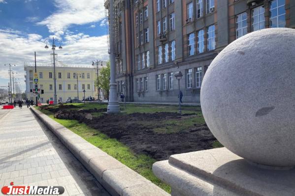 Перед зданием администрации Екатеринбурга спилили голубые ели - Фото 3