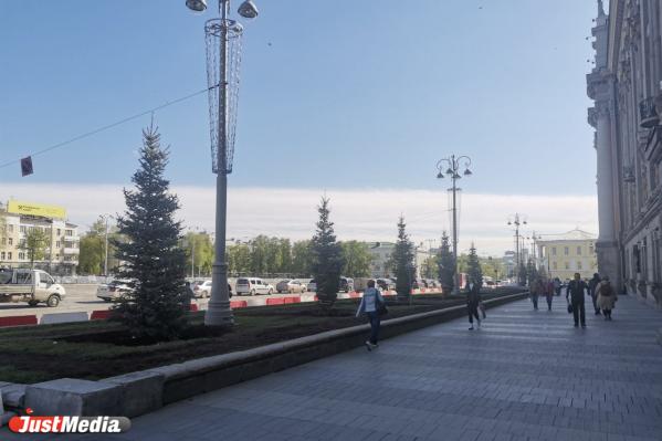 В центре Екатеринбурга посадили голубые ели из Казани - Фото 3