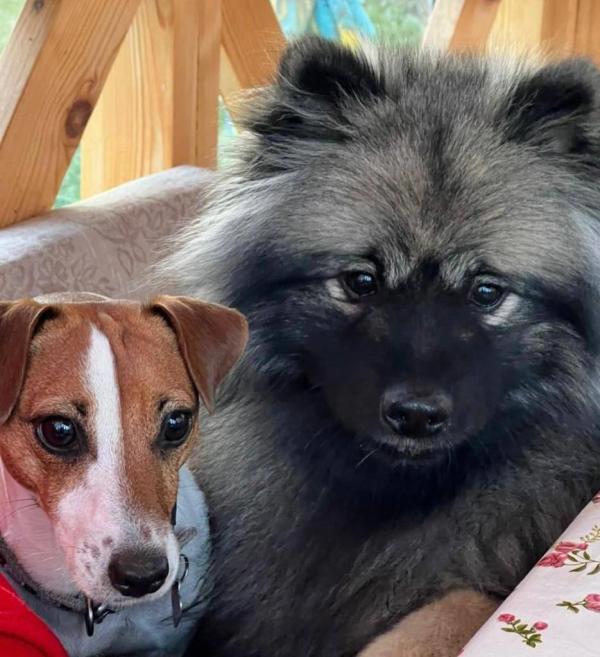 В Екатеринбурге будут судить женщину, продававшую щенков из приютов под видом породистых - Фото 2