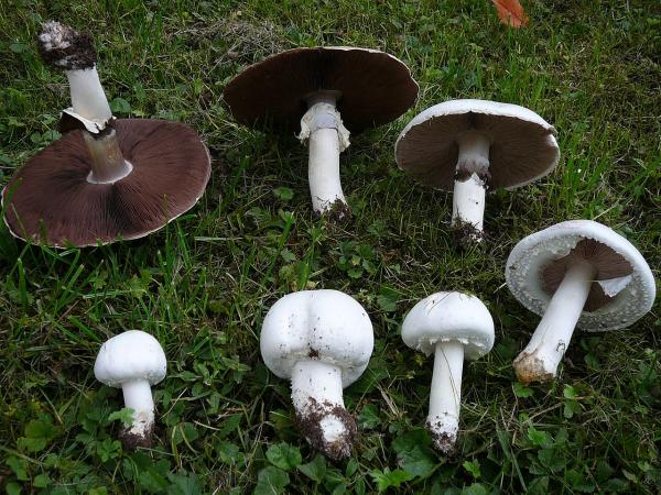 Самые вкусные грибы - Фото 6