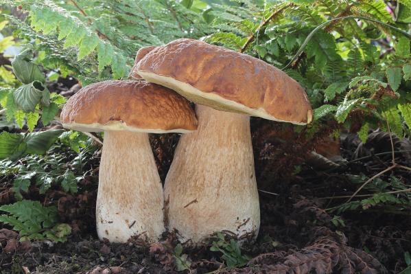 Самые вкусные грибы - Фото 2