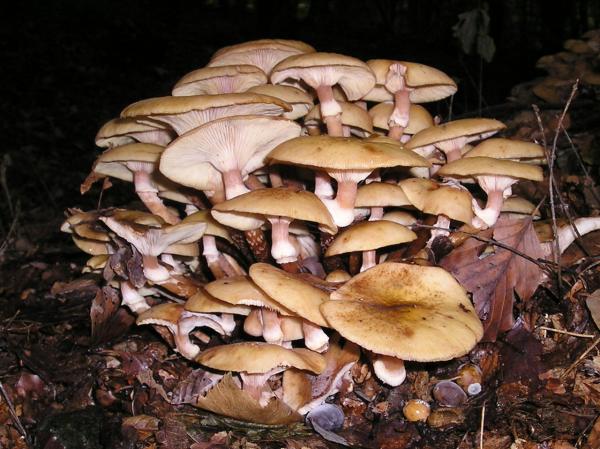 Самые вкусные грибы - Фото 3
