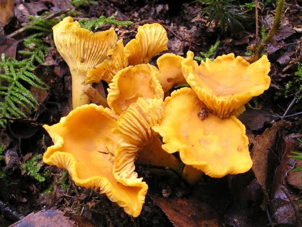 Самые вкусные грибы - Фото 4
