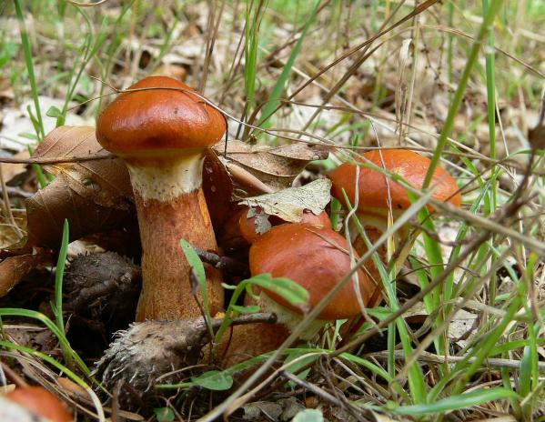 Самые вкусные грибы - Фото 5