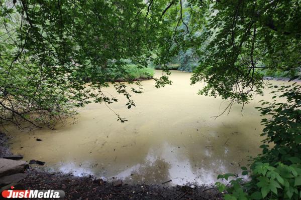 В Дендропарке на Мира пруд с ивой на островке стал коричневым и обмелел  - Фото 2
