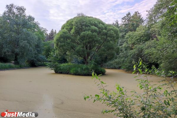 В Дендропарке на Мира пруд с ивой на островке стал коричневым и обмелел  - Фото 3