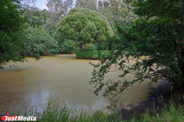 В Дендропарке на Мира пруд с ивой на островке стал коричневым и обмелел  - Фото 4