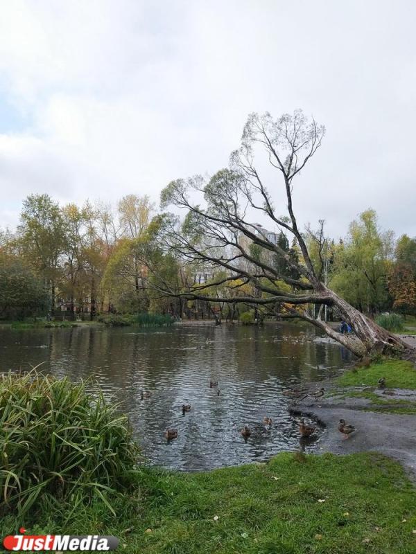 Дендропарк на Мира лишился «главной» 80-летней ивы на большом пруду - Фото 3