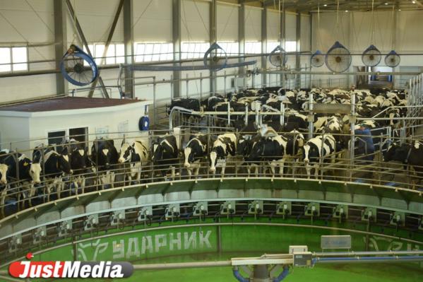 В Свердловской области появится 10 сел будущего. Евгений Куйвашев оценил инновационную ферму в Сажино - Фото 2