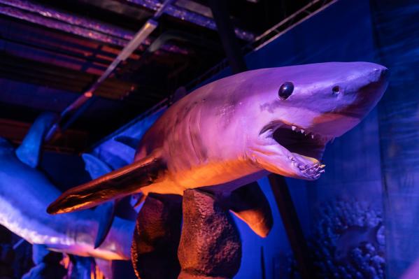 В Екатеринбурге откроется интерактивная выставка «Динозавры морских глубин, аудиогидом по которой будет Николай Дроздов - Фото 6