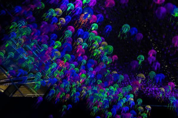 В Екатеринбурге откроется интерактивная выставка «Динозавры морских глубин, аудиогидом по которой будет Николай Дроздов - Фото 7