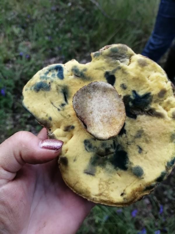 В лесах Свердловской области нашли еще один редкий гриб, который растет в Америке, Европе и Африке - Фото 2