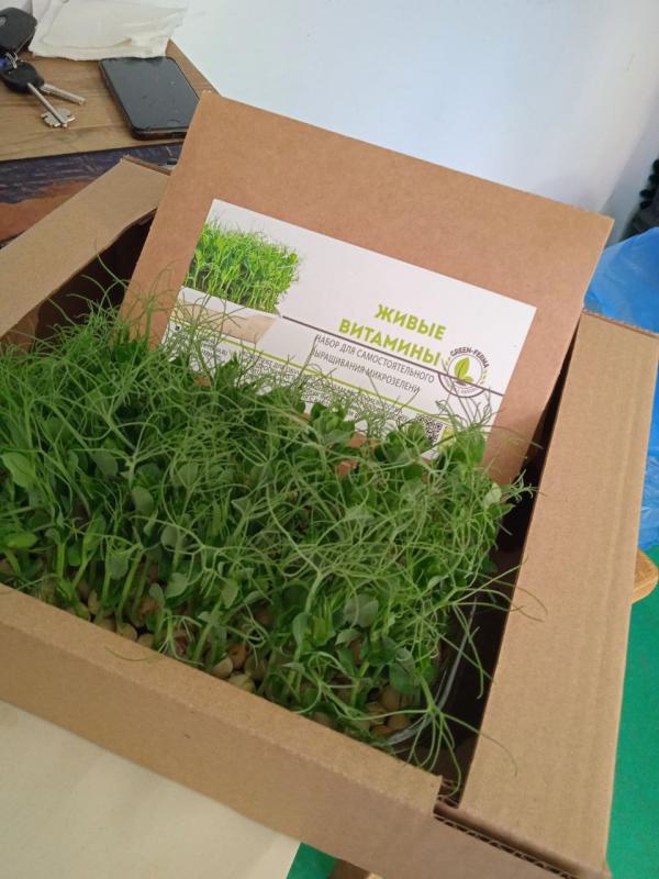 Уральские сити-фермеры выращивают плантации рукколы и базилика в многоэтажке в Академическом - Фото 4