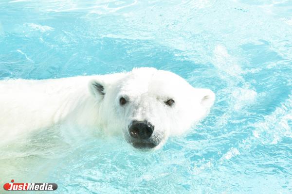 В Екатеринбургском зоопарке открыли новый вольер для белых медведей - Фото 4