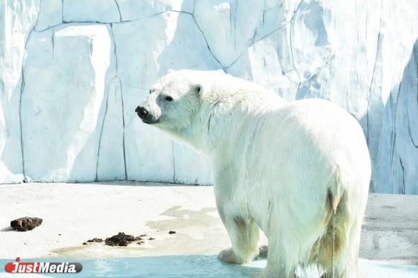 В Екатеринбургском зоопарке открыли новый вольер для белых медведей - Фото 5