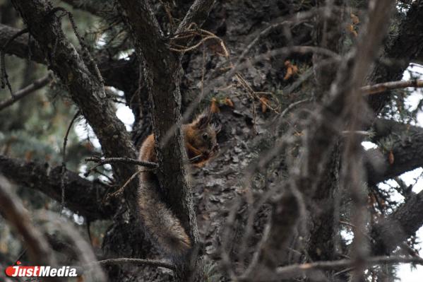 Белка обыкновенная. В Екатеринбурге +13 градусов - Фото 3