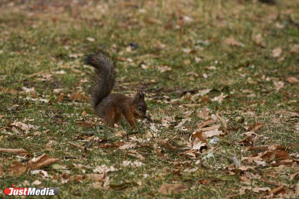 Белка обыкновенная. В Екатеринбурге +13 градусов - Фото 2