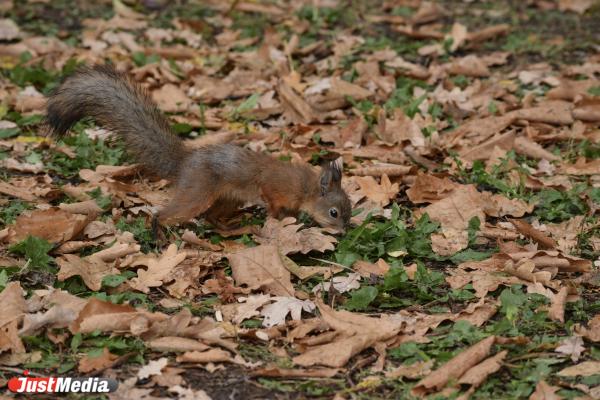 Белка обыкновенная. В Екатеринбурге +13 градусов - Фото 4
