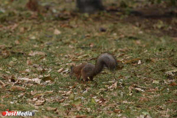 Белка обыкновенная. В Екатеринбурге +13 градусов - Фото 5
