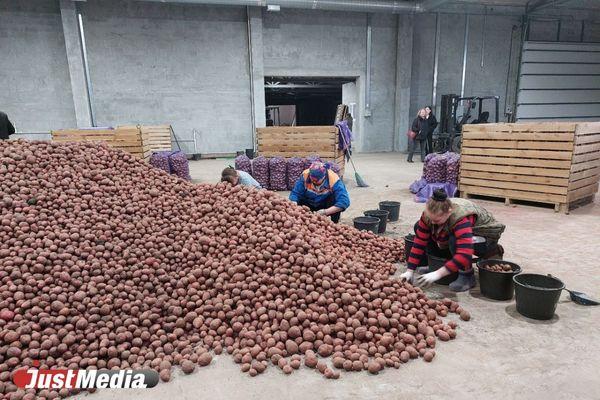 «В этом году она мельче, но ее много». JustMedia посмотрел, как свердловские фермеры собирают картофель - Фото 3