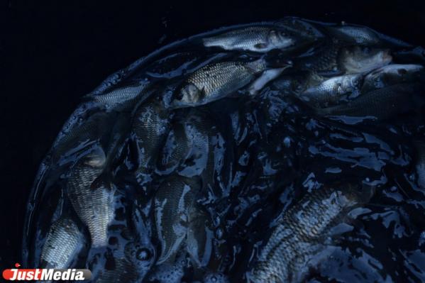 В Верхне-Сысертский пруд выпустили 800 мальков сазана - Фото 3