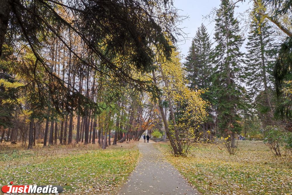 Лучшие осенние локации для фотосессий в Дендропарке на Первомайской ...