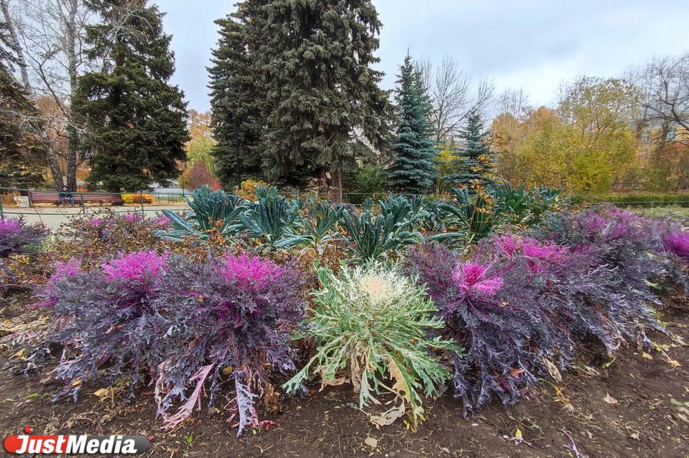 Лучшие осенние локации для фотосессий в Дендропарке на Первомайской ...