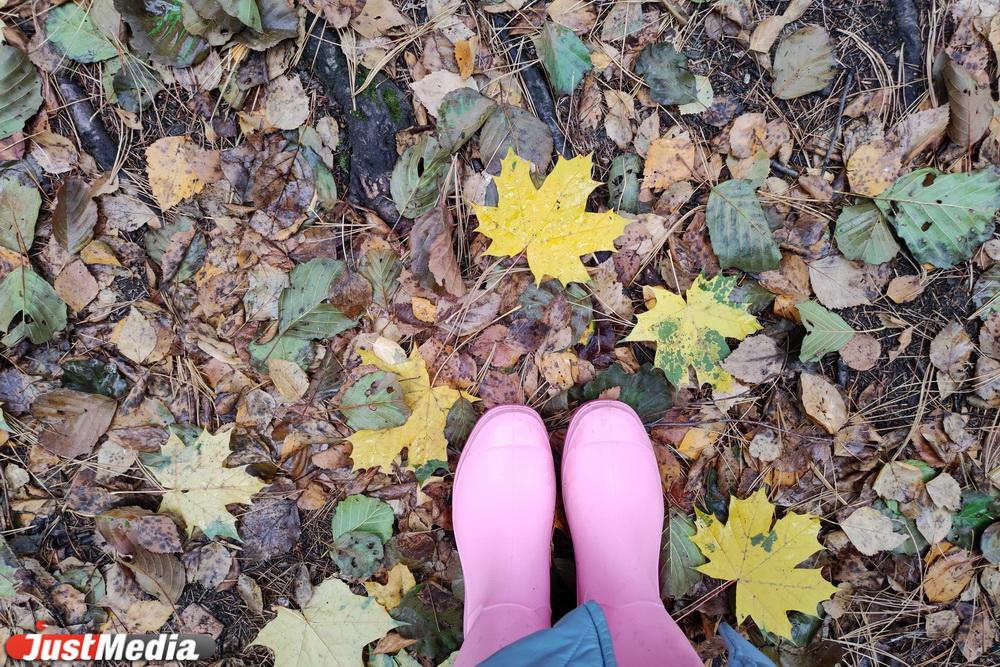 Лучшие осенние локации для фотосессий в Дендропарке на Первомайской ...