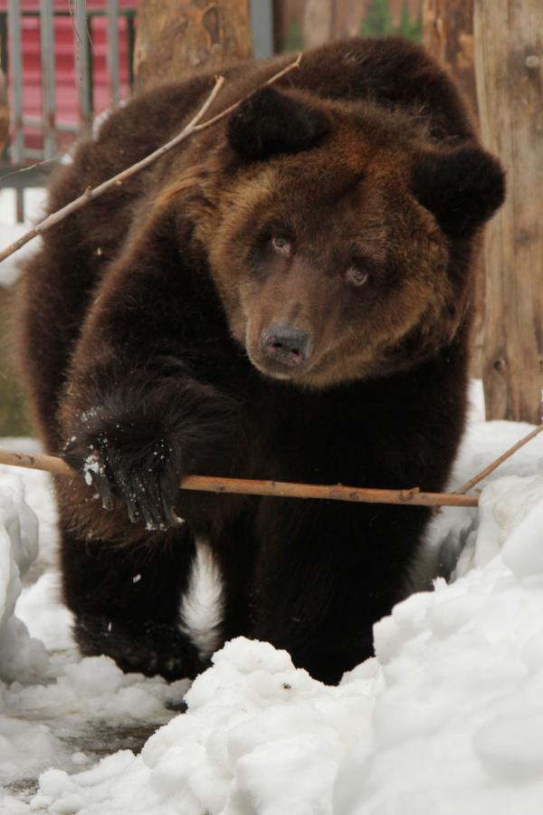 В Екатеринбургском зоопарке медведи начинают впадать в спячку - Фото 2