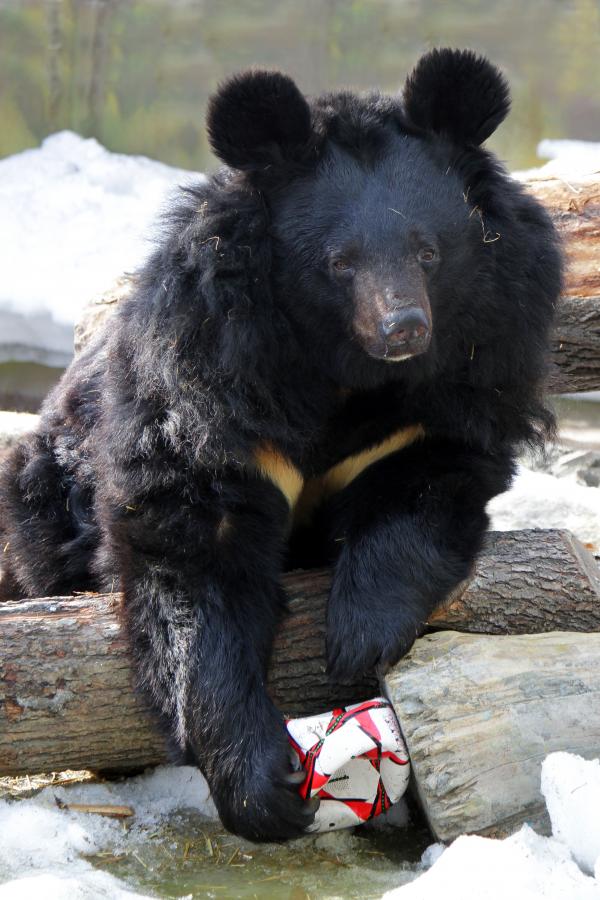 В Екатеринбургском зоопарке медведи начинают впадать в спячку - Фото 3