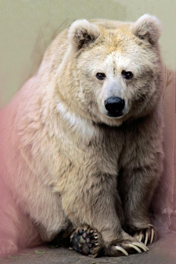 В Екатеринбургском зоопарке медведи начинают впадать в спячку - Фото 4
