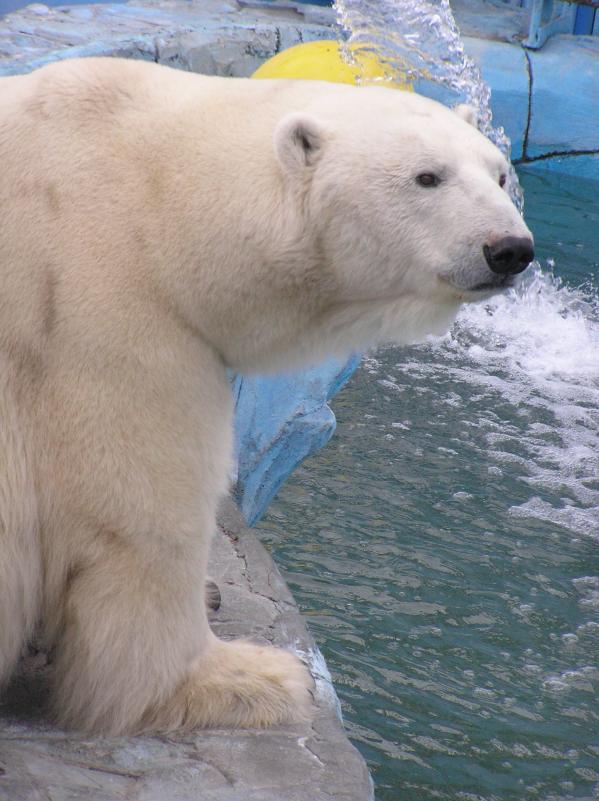 В Екатеринбургском зоопарке медведи начинают впадать в спячку - Фото 7
