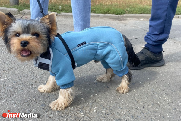 Томас, милый пес: «Пора носить костюмчики потеплее». В Екатеринбурге +1 градус - Фото 2