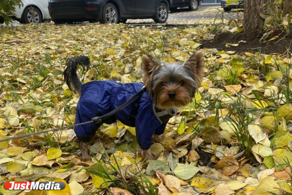 Томас, милый пес: «Пора носить костюмчики потеплее». В Екатеринбурге +1 градус - Фото 4