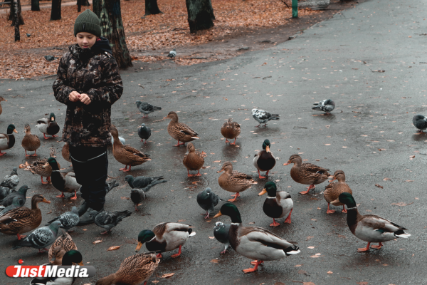  «Замечайте красоту поздней осени в городе». В Екатеринбурге 0 градусов - Фото 3