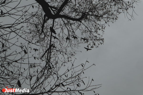  «Замечайте красоту поздней осени в городе». В Екатеринбурге 0 градусов - Фото 5