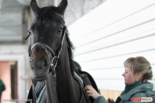 Появление в видениях благородного животного: к чему снится лошадь - Фото 2
