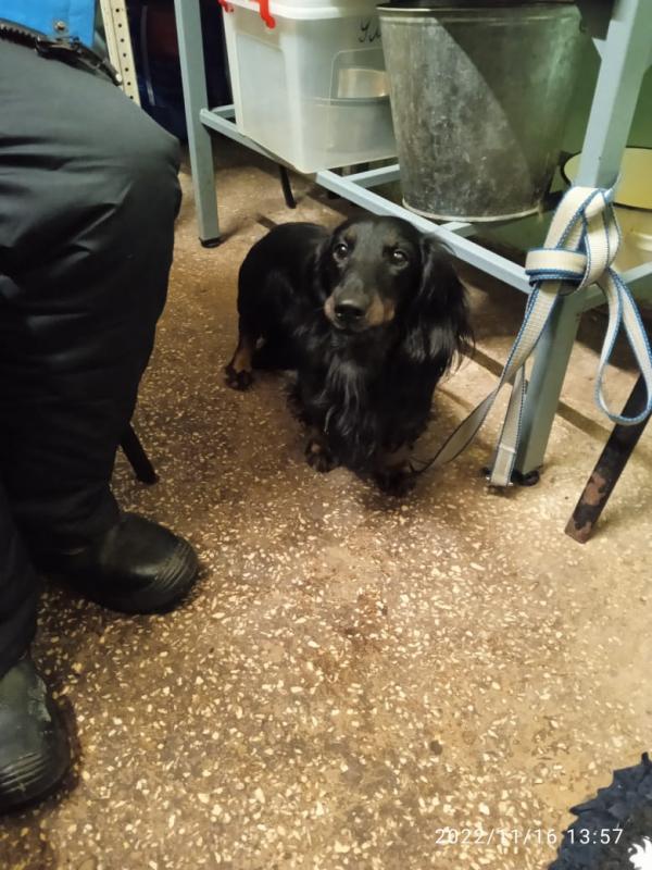 В Екатеринбурге замерзшая такса пришла в «Спецавтобазу», где нашли ее хозяев и вернули домой - Фото 2