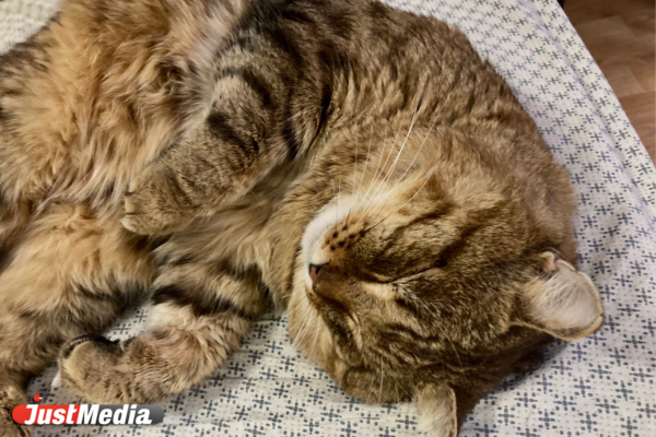 Кот: «Мяу». В Екатеринбурге -13 градусов - Фото 2