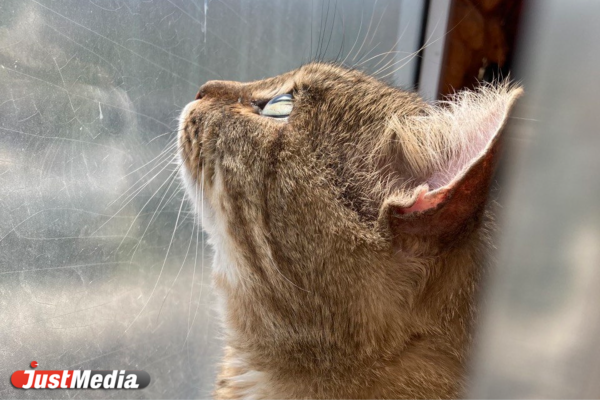Кот: «Мяу». В Екатеринбурге -13 градусов - Фото 3