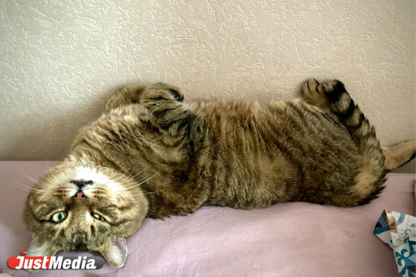 Кот: «Мяу». В Екатеринбурге -13 градусов - Фото 4