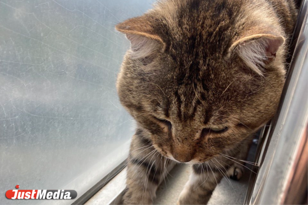 Кот: «Мяу». В Екатеринбурге -13 градусов - Фото 5