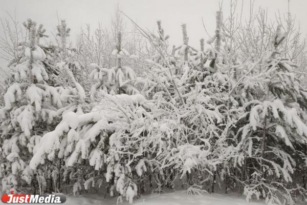 Морозы – не повод лишать себя красоты зимнего леса. В Екатеринбурге -16 градусов - Фото 2