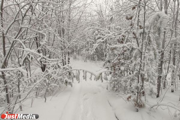 Морозы – не повод лишать себя красоты зимнего леса. В Екатеринбурге -16 градусов - Фото 4