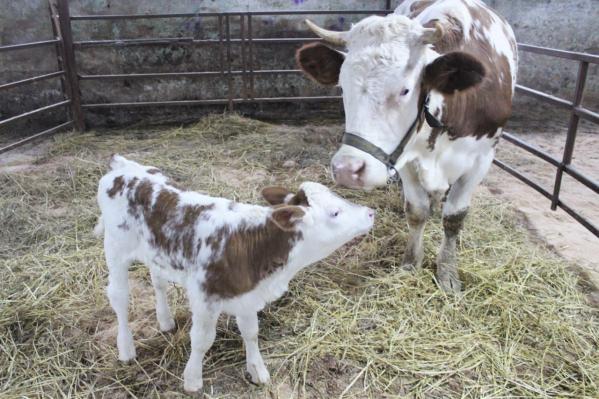 В России впервые дала потомство клонированная корова - Фото 2