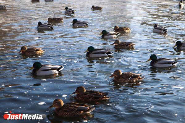 «Самое время замечать прекрасное вокруг». В Екатеринбурге -3 градуса - Фото 3