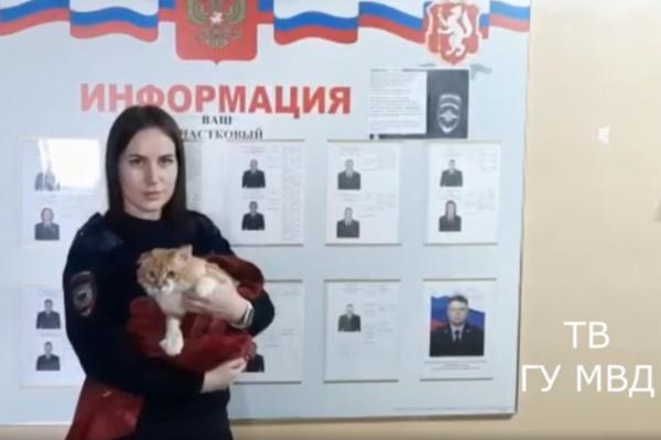 В Реже полицейские забрали у блогера кота, которого тот заставлял качать пресс и приседать - Фото 3