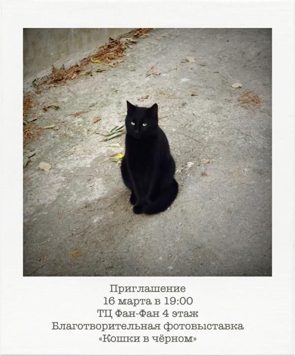 Жительница Екатеринбурга проводит благотворительную фотовыставку в помощь приютам для животных - Фото 3
