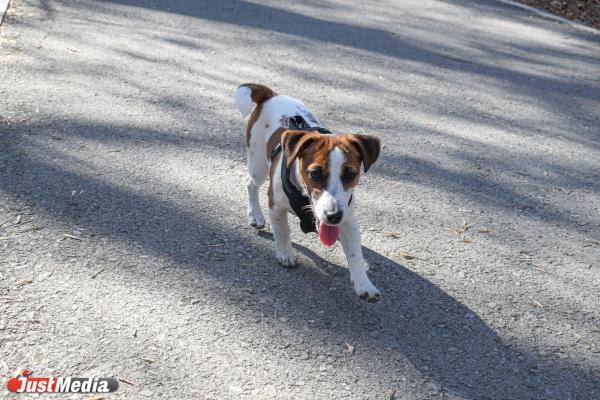 Нора, джек-рассел-терьер. В Екатеринбурге +14 градусов - Фото 2