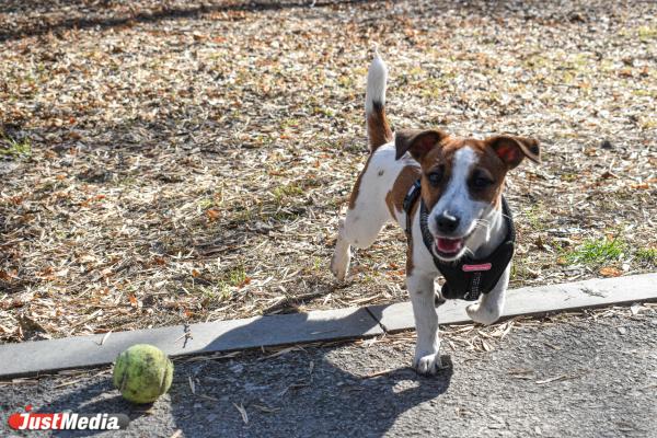 Нора, джек-рассел-терьер. В Екатеринбурге +14 градусов - Фото 3